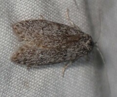Semioscopis inornata