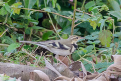 Dendronanthus indicus