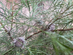 Isopogon anethifolius