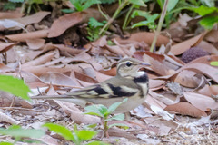 Dendronanthus indicus