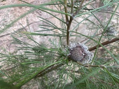 Isopogon anethifolius