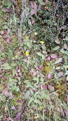 Hieracium lepidulum