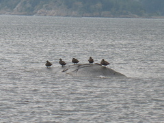 Somateria mollissima