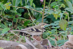 Dendronanthus indicus