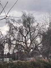 Quercus lobata