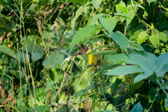 Phaethornis striigularis