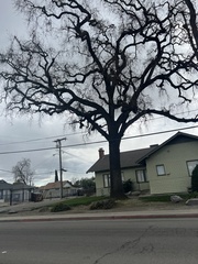 Quercus lobata