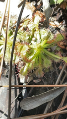 Drosera