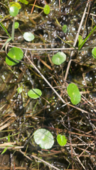Hydrocotyle umbellata