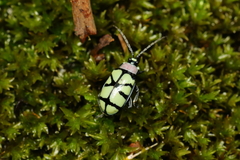 Omophoita angustolineata