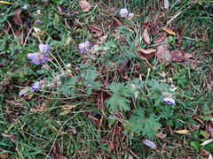 Geranium pratense