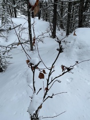 Amelanchier alnifolia