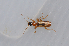 Demetrias imperialis