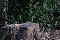 Sitta europaea