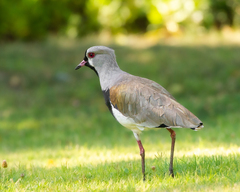 Vanellus chilensis
