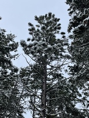Pinus ponderosa