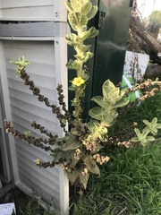 Verbascum sinaiticum