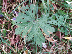 Geranium pratense