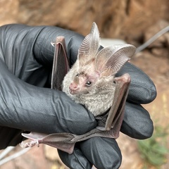 Macrotus californicus