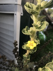 Verbascum sinaiticum