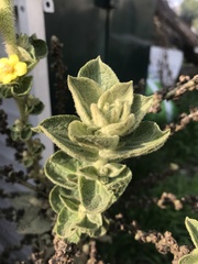 Verbascum sinaiticum