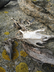 Somateria mollissima