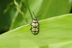 Omophoita angustolineata