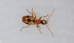 Demetrias imperialis