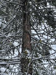 Pseudotsuga menziesii