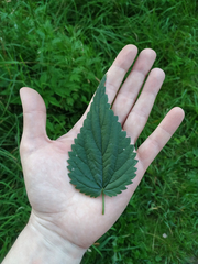 Urtica dioica