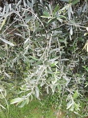 Olea europaea europaea