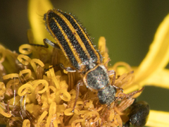 Astylus limbaticollis