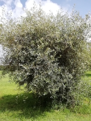 Olea europaea europaea