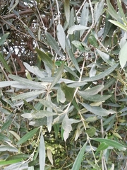 Olea europaea europaea