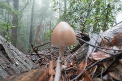 Psathyrella longipes