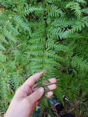 Pteris tremula