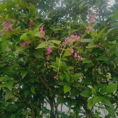 Antigonon leptopus