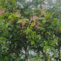 Antigonon leptopus