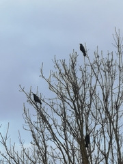 Corvus corone