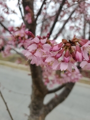 Prunus campanulata
