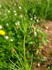 Spergula arvensis