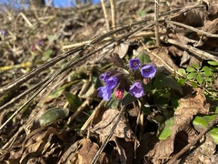 Pulmonaria