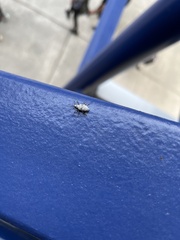 Myllocerus undecimpustulatus