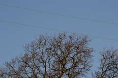 Turdus pilaris