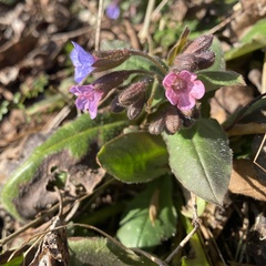 Pulmonaria