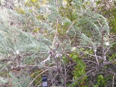 Rhopalomyia floccosa