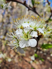 Prunus angustifolia