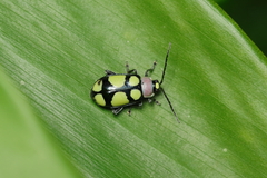 Omophoita octoguttata