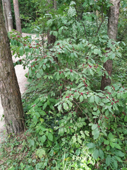 Lonicera xylosteum