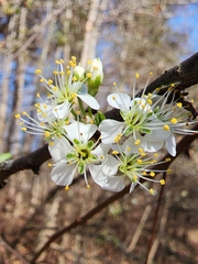 Prunus angustifolia